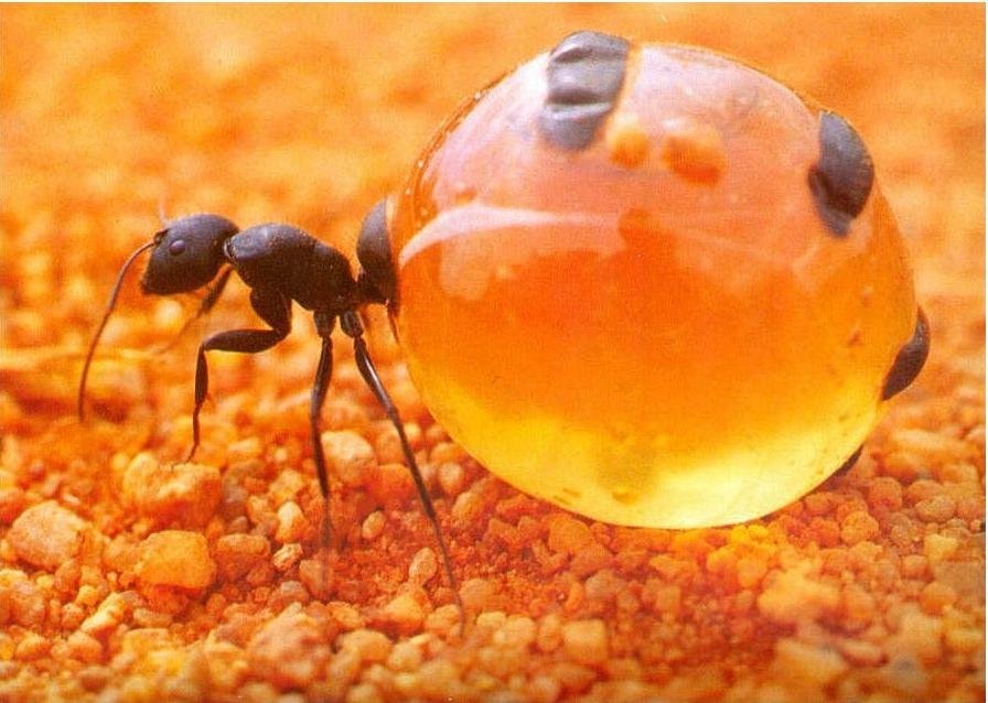 honey+pot+ants.jpg (896×638)
